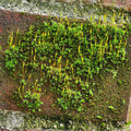 moss on brick.jpg