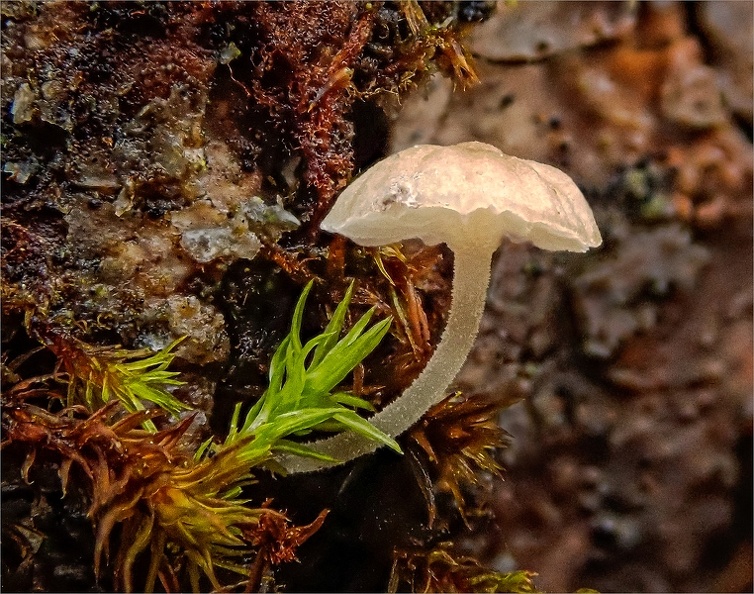  1050814 Tiny Mushroom On A Tree